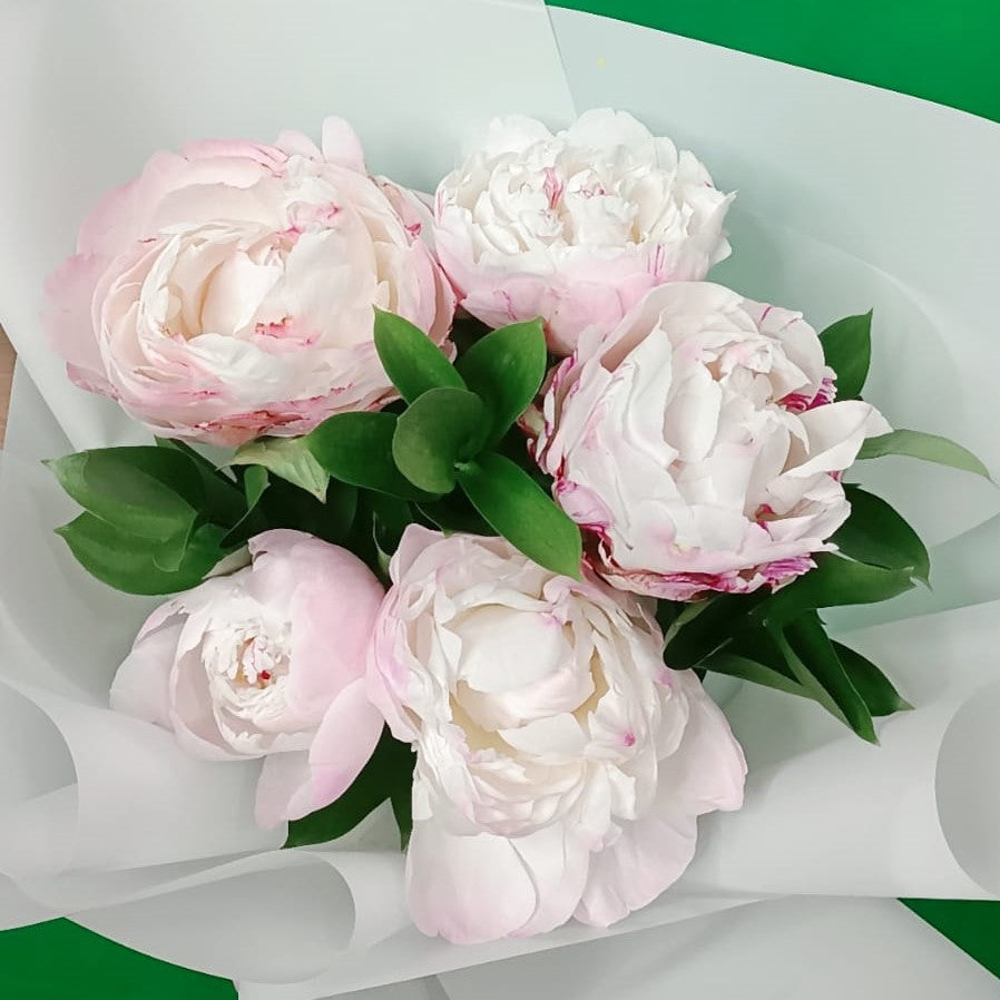 5 Light Pink Peonies