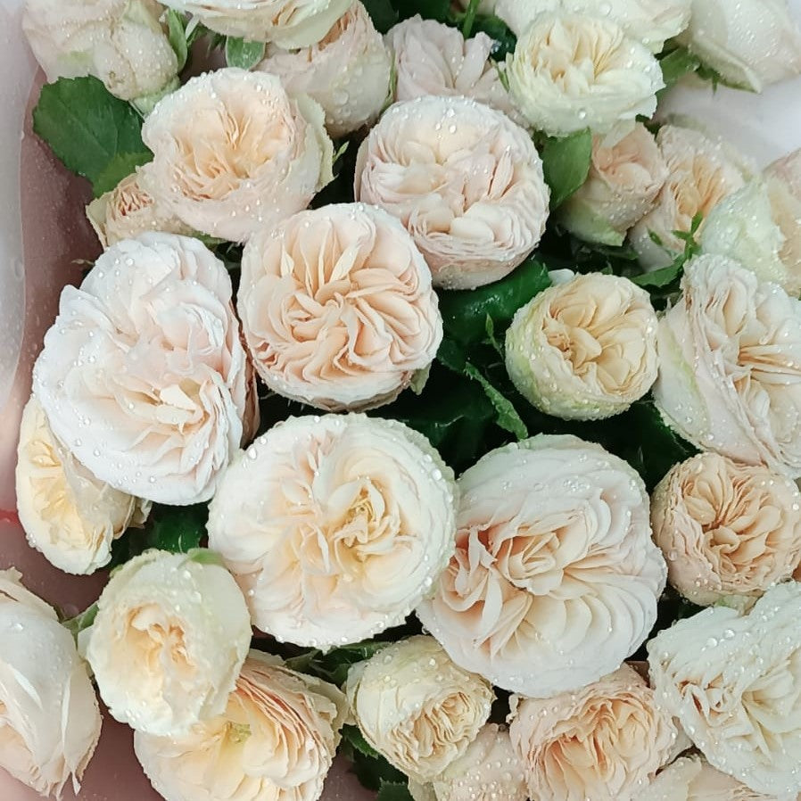 Garden Gentle Trendsetter Spray Roses