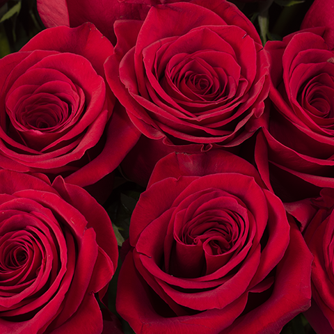 Red Roses (5818681524388)