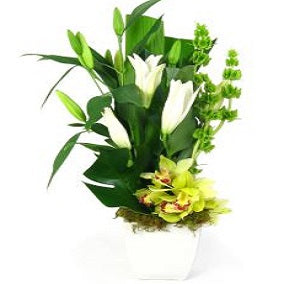 Dazzling - FWR - Arabian Petals (2093171605562)