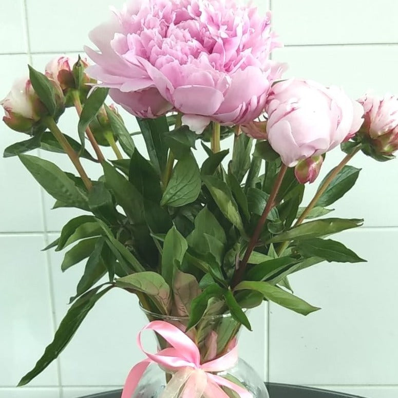 Peonies - Arabian Petals (5269780005028)