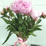 Peonies - Arabian Petals (5269780005028)