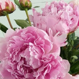 Peonies - Arabian Petals (5269780005028)