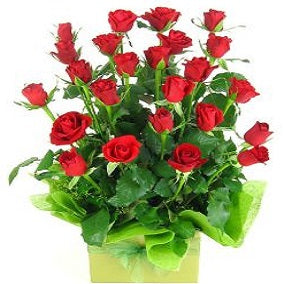 Presentation - FWR - Arabian Petals (2108926066746)