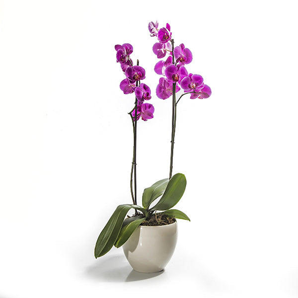 Perfect Choice - Phalaenopsis Plant Double Stemmed - Arabian Petals (2078563762234)