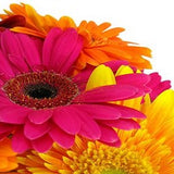 Bright Delight - FWR - Arabian Petals (2096546676794)
