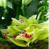 Dazzling - FWR - Arabian Petals (2093171605562)