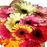 Gerberas - Arabian Petals (2096506241082)