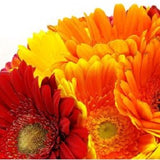 Gerberas - Arabian Petals (2096506241082)