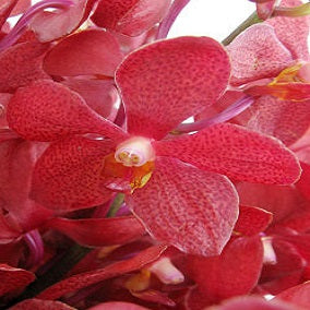 Pure Elegance - FWR - Arabian Petals (2092975259706)