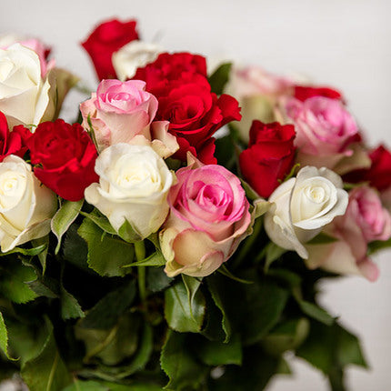 Marvellous roses