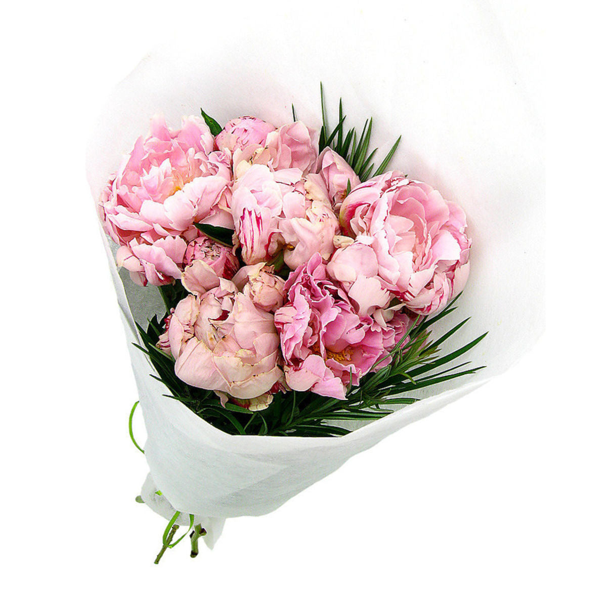 Peonies - Arabian Petals (5269780005028)