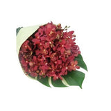 Orchids - FWR - Arabian Petals (2090980048954)