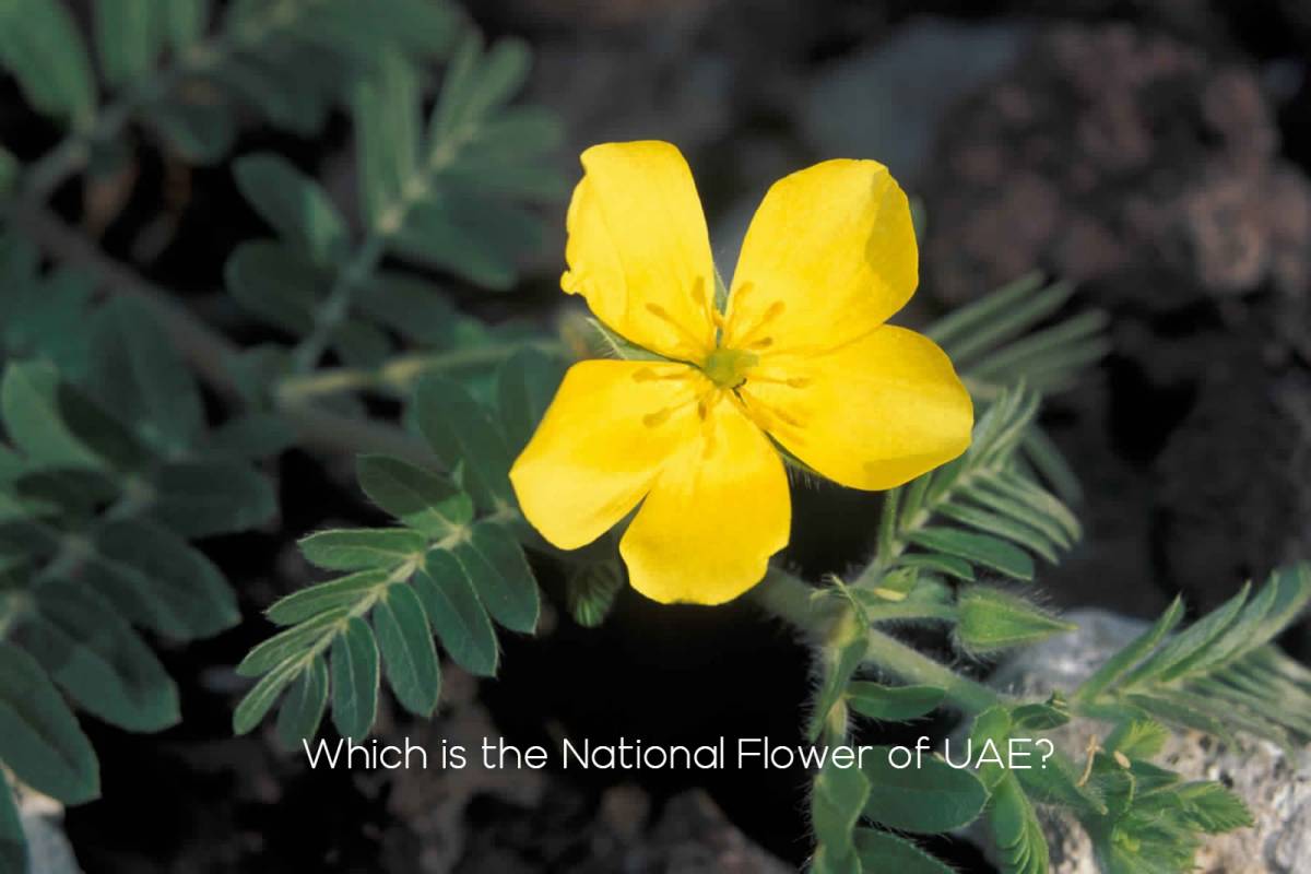 Which is the National Flower of UAE?