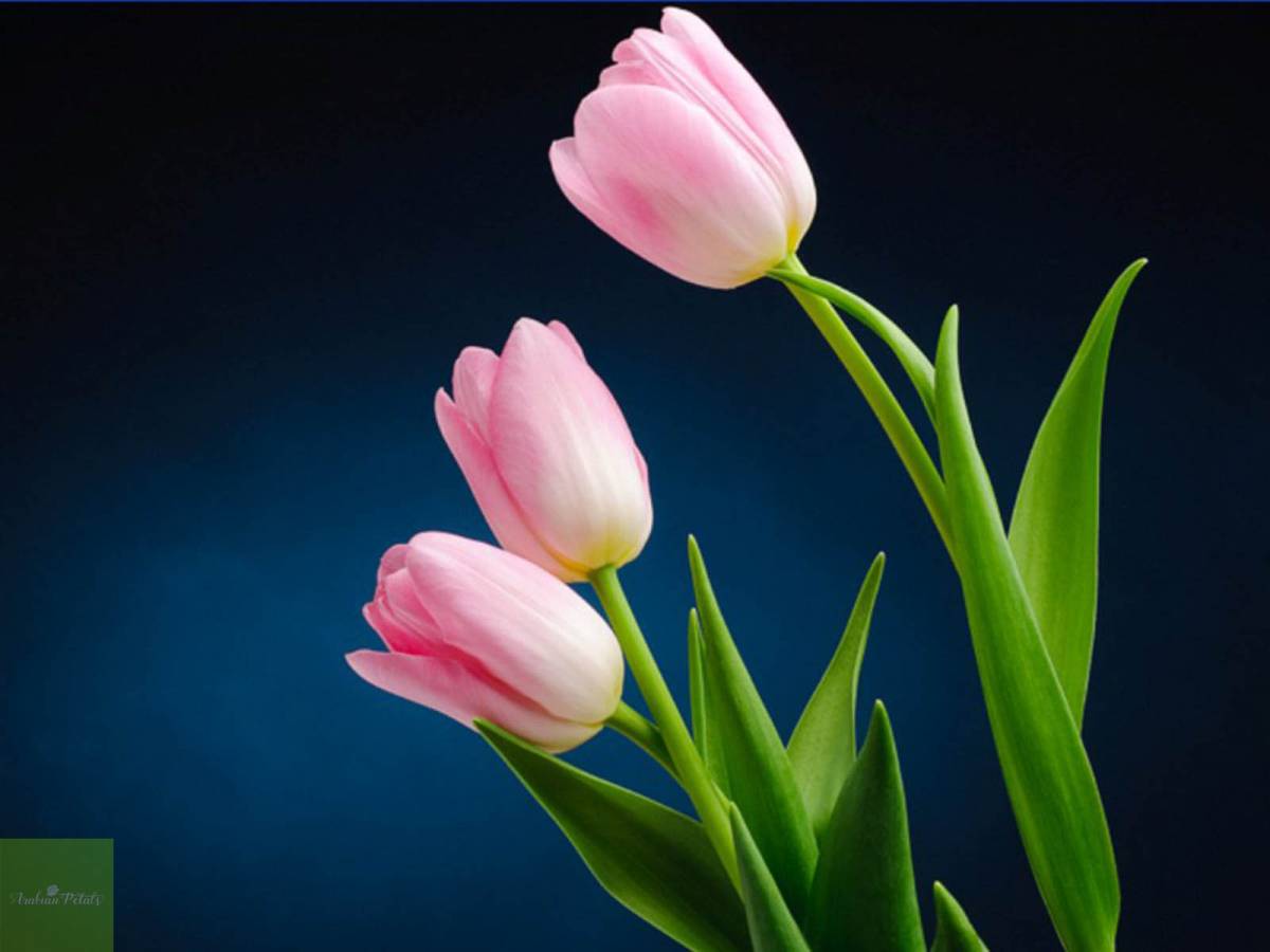 History, Meaning, And Significance Of Tulip Flower