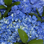 3 Blue Hydrangea Bouquet
