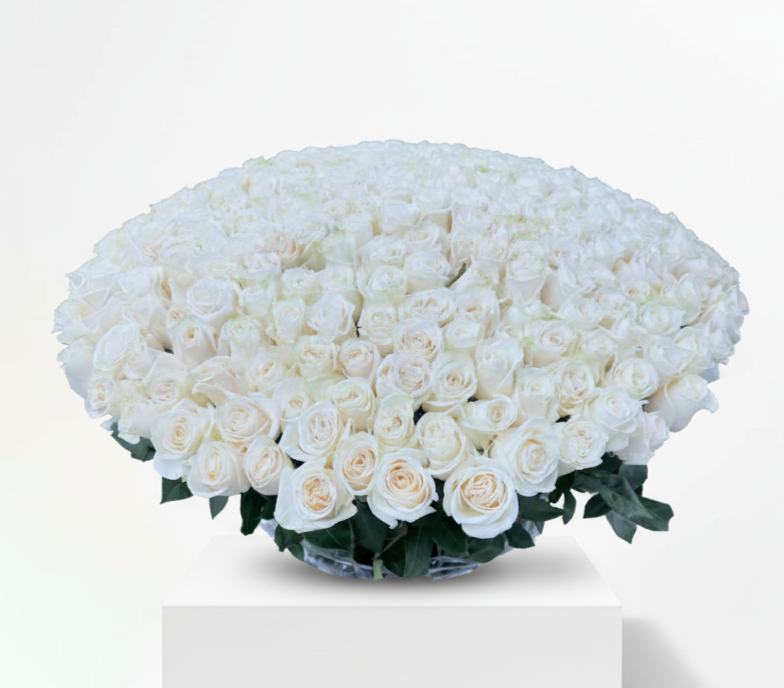 300 White Ecuador Roses Big Basket