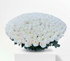 300 White Ecuador Roses Big Basket
