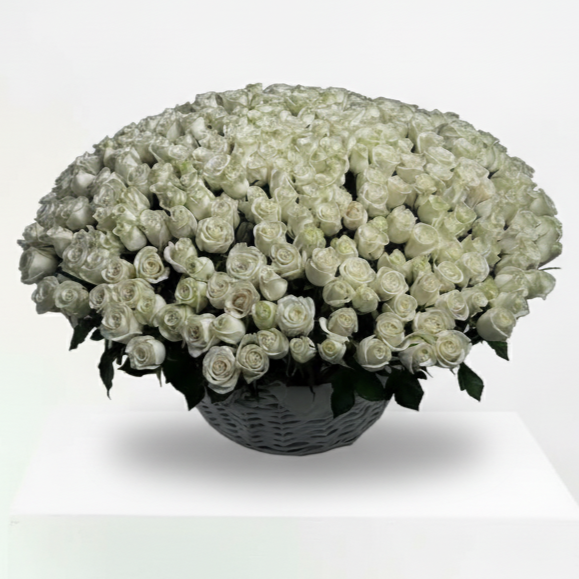 300 White Roses Big Basket