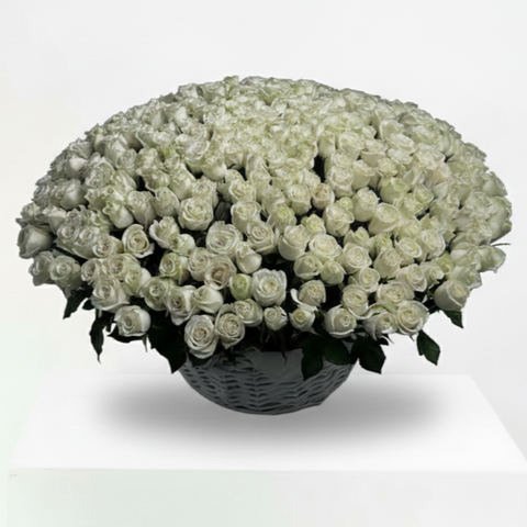 300 White Roses Big Basket