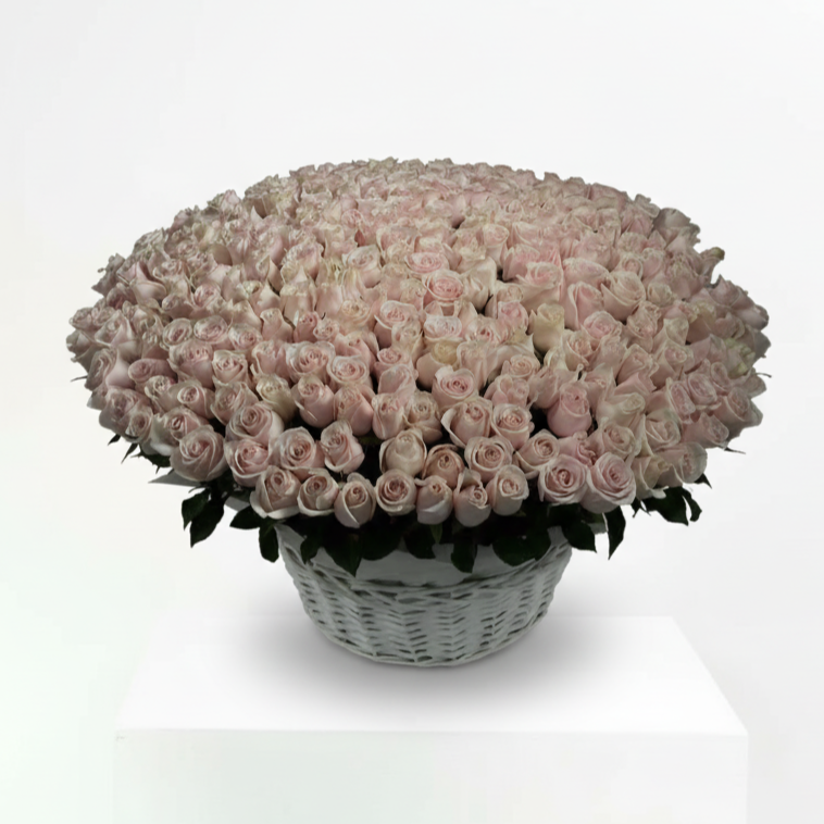 300 Light Pink Roses Big Basket