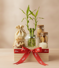Lucky Bamboo Wellness Gift Humper
