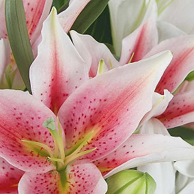 Lush Lillies - FWR - Arabian Petals (2108976889914)