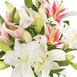 Lush Lillies - FWR - Arabian Petals (7016231501988)