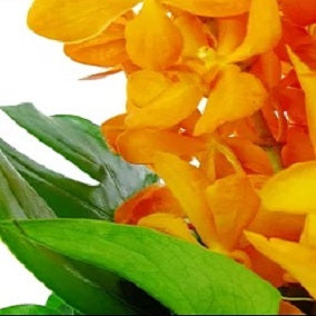 Rare Gem - FWR - Arabian Petals (2091634524218)