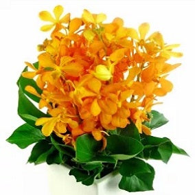 Rare Gem - FWR - Arabian Petals (2091634524218)