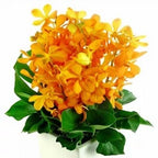 Rare Gem - FWR - Arabian Petals (2091634524218)