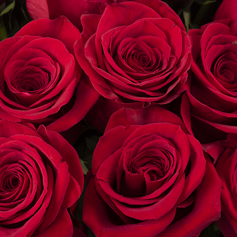 Red Roses (7018041344164)