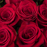 Red Roses (5818681524388)