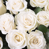 Unlimited Tenderness-50 White Roses with 70 cm - VD (5818690437284)