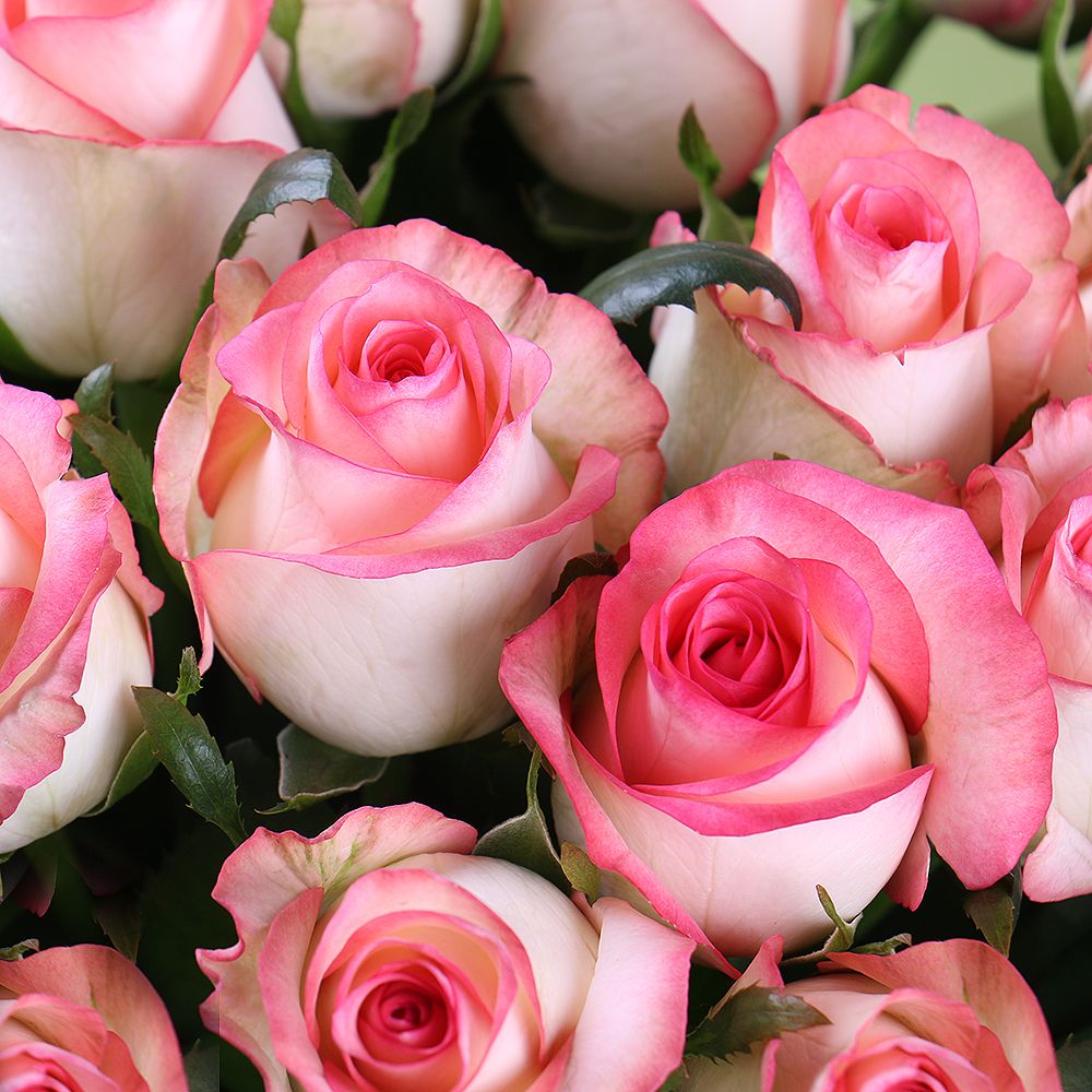Fancy Pink Roses LUXURY PINK ROSES - VD – Arabian Petals