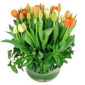 Amsterdam - FWR - Arabian Petals (2088952725562)