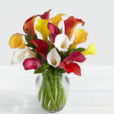 Assorted Mini Calla Lilies - Arabian Petals (2109038788666)