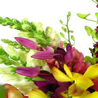 Tropical Garden - FWR - Arabian Petals (2093501907002)