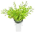 Limelight - FWR - Arabian Petals (2092999049274)