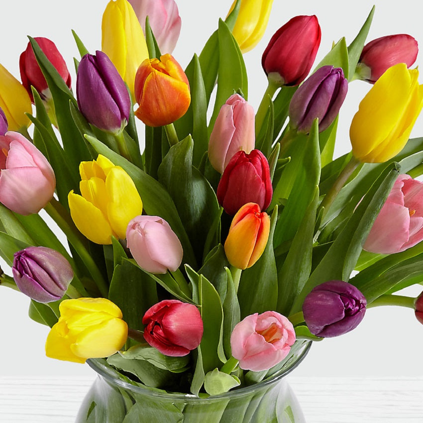 30 Multi-Colored Tulips - FWR - Arabian Petals (2109048750138)