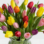 30 Multi-Colored Tulips - FWR - Arabian Petals (2109048750138)
