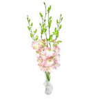 Simple Grace - FWR - Arabian Petals (2090938531898)