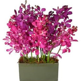 Vogue - FWR - Arabian Petals (2093206732858)