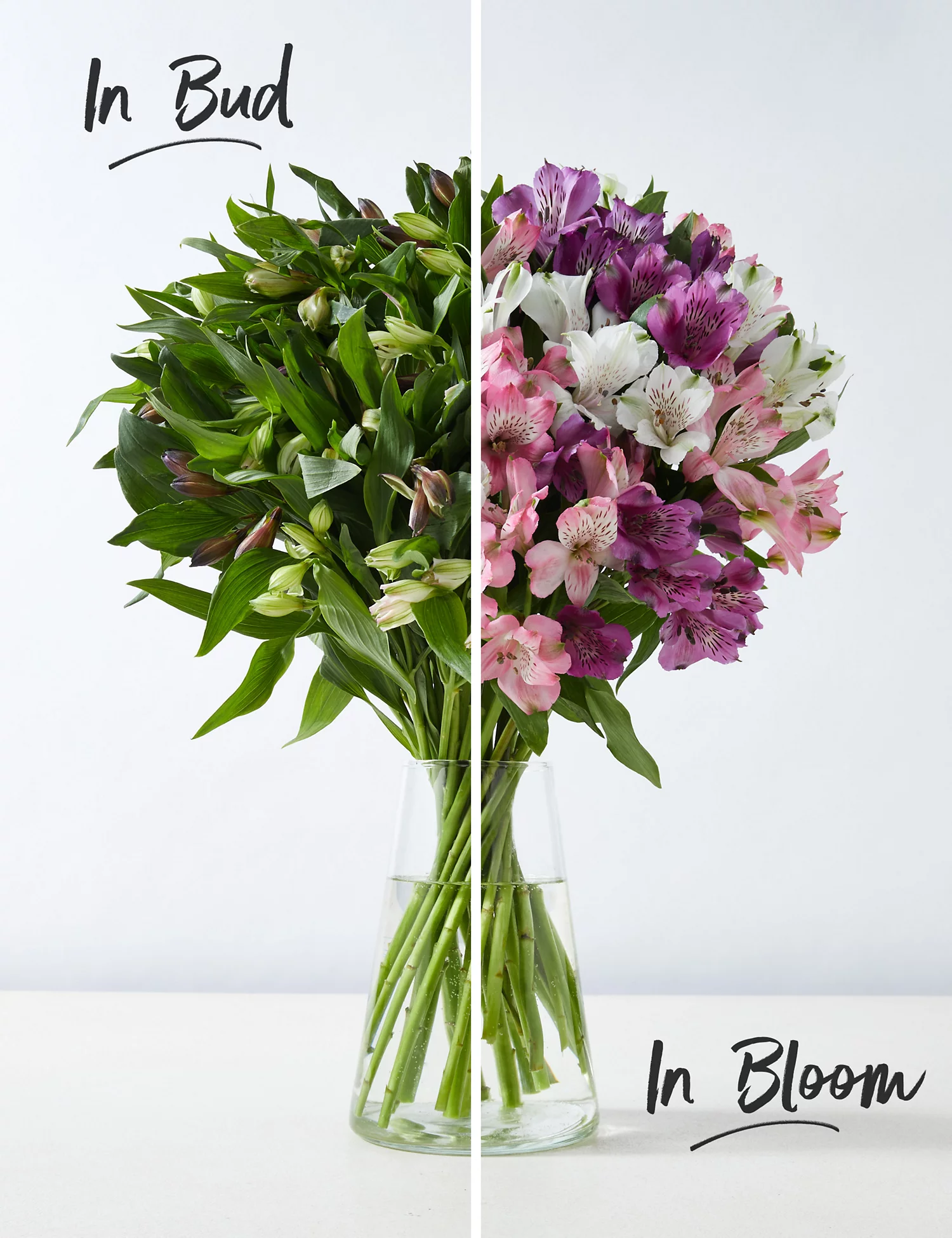 Alstroemeria Abundance Bouquet bloom (5924327391396)