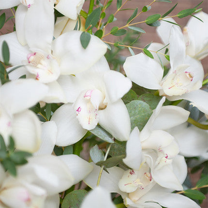White Orchid Arrangement