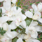 White Orchid Arrangement
