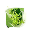 White Orchid Bunch - FWR - Arabian Petals (2090960977978)