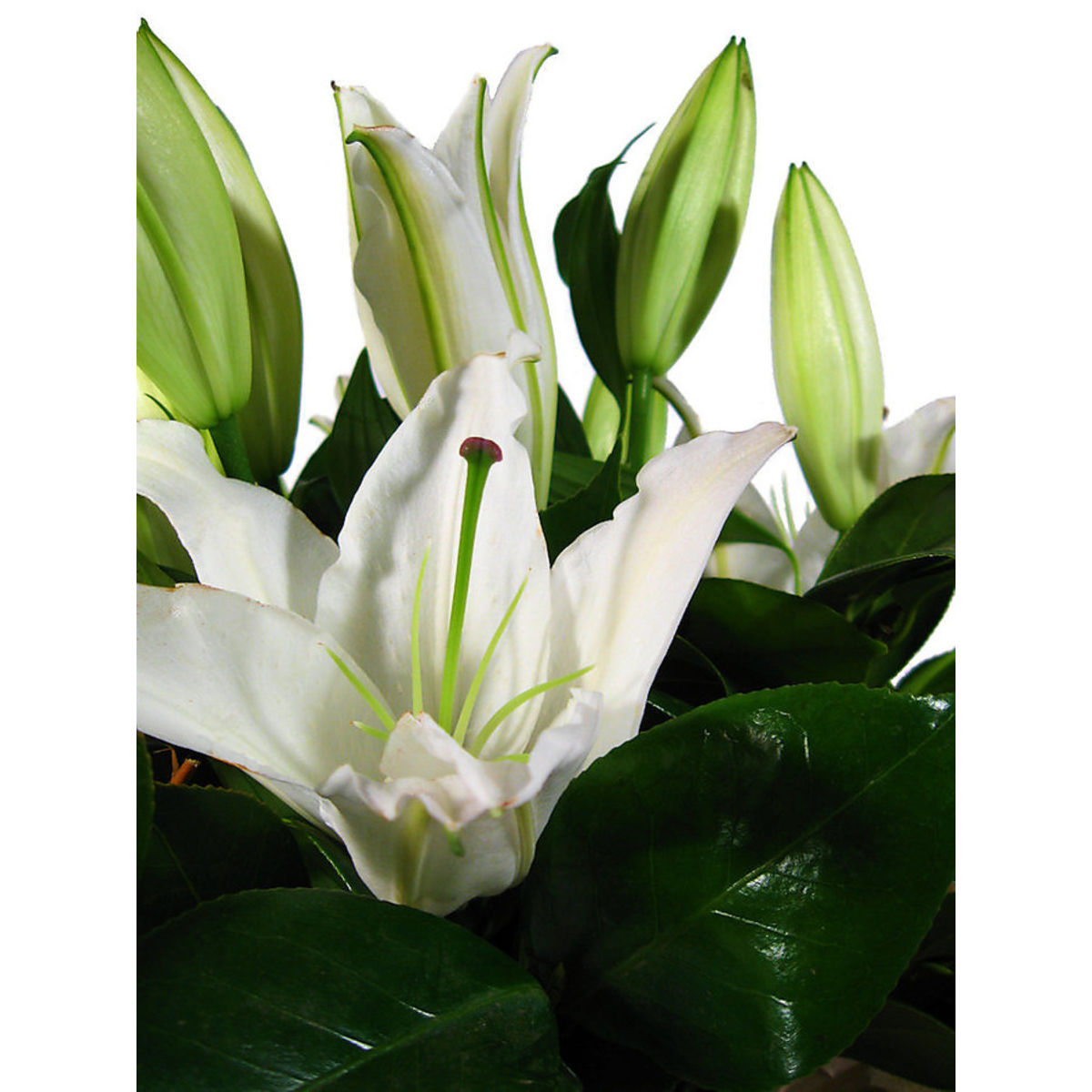 White Lillies Box - Arabian Petals (5241397215396)
