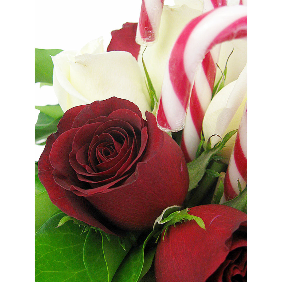 Candy Christmas - Arabian Petals (4413639917613)