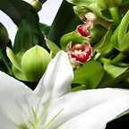 Sublime - FWR - Arabian Petals (2093538246714)